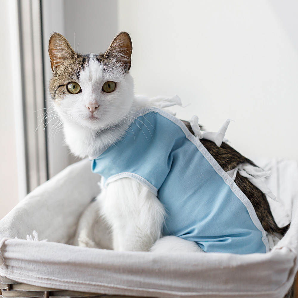 cat-in-bib