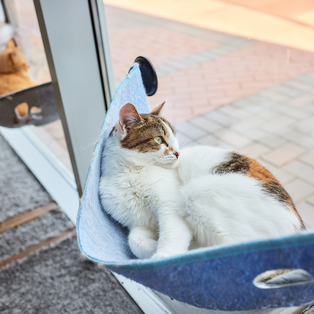cat-in-hammock