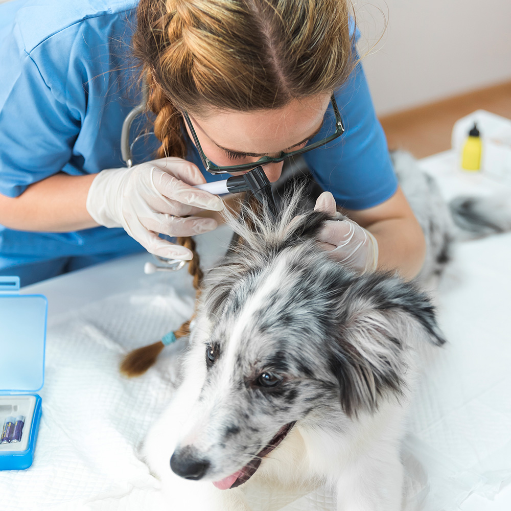 dog-getting-ears-checked