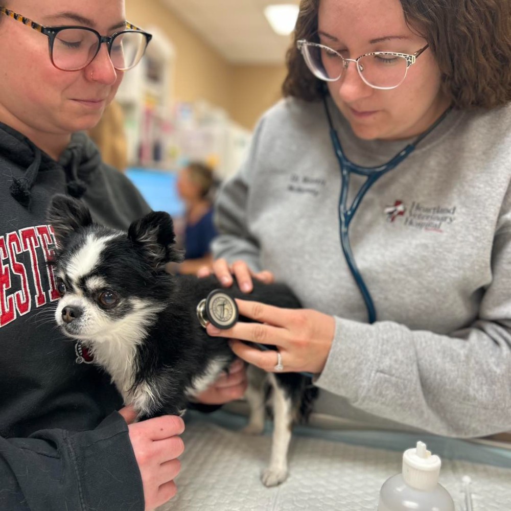 vet treating a small dog