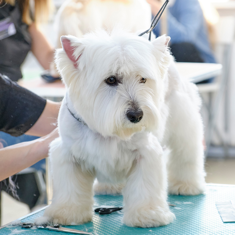 white-dog-getting-haircut